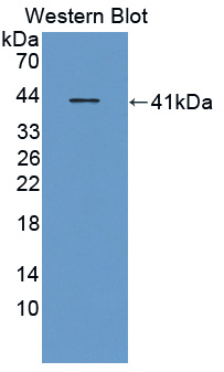 Polyclonal Antibody to Serotonin Transporter (SERT)