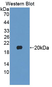 Polyclonal Antibody to Fibroblast Growth Factor 22 (FGF22)