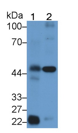 Polyclonal Antibody to Protease Activated Receptor 1 (PAR1)