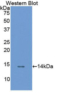 Biotin-Linked Polyclonal Antibody to Follicle Stimulating Hormone Receptor (FSHR)