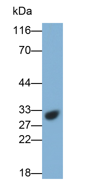 Polyclonal Antibody to Cathepsin B (CTSB)