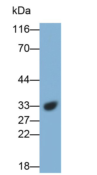 Polyclonal Antibody to Cathepsin B (CTSB)