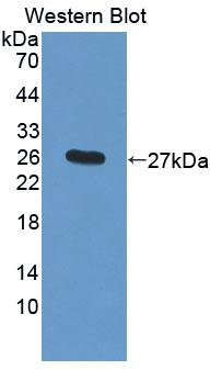 Polyclonal Antibody to Cathepsin F (CTSF)