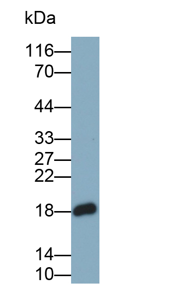 Polyclonal Antibody to Glutathione Peroxidase 4 (GPX4)