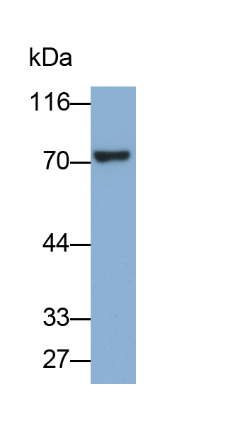 Polyclonal Antibody to Lysyl tRNA Synthetase (KARS)