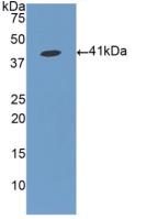 Polyclonal Antibody to Fibrinogen Like Protein 1 (FGL1)