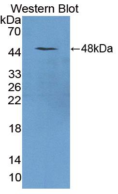 Polyclonal Antibody to Triadin (TRDN)