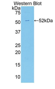 Polyclonal Antibody to Apelin (APLN)