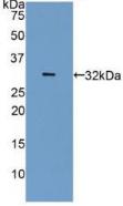 Polyclonal Antibody to Carbonic Anhydrase IV (CA4)