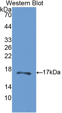 Polyclonal Antibody to Carbonic Anhydrase VB, Mitochondrial (CA5B)