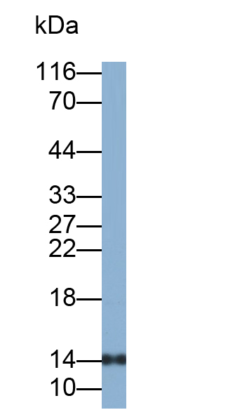 Polyclonal Antibody to Hemoglobin Beta (HBb)