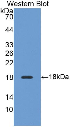 Polyclonal Antibody to Hedgehog Homolog, Desert (DHH)