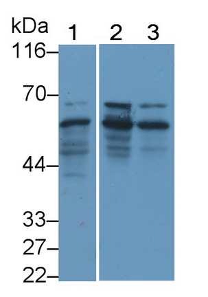 Polyclonal Antibody to Synapsin II (SYN2)