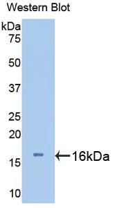 Polyclonal Antibody to Urocortin 3 (UCN3)