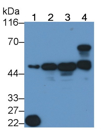 Polyclonal Antibody to Exoribonuclease 1 (ERI1)