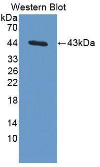 Polyclonal Antibody to Exoribonuclease 1 (ERI1)