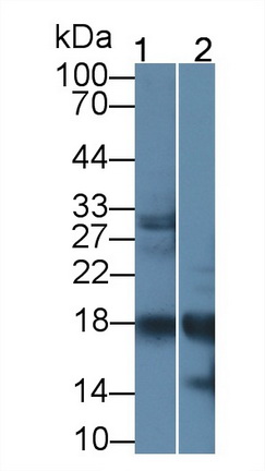 Polyclonal Antibody to Ribonuclease A2 (RNASE2)