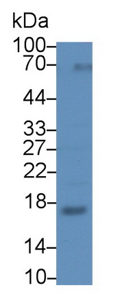 Polyclonal Antibody to Ribonuclease A2 (RNASE2)