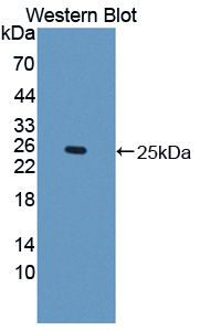 Polyclonal Antibody to Interferon Epsilon (IFNe)