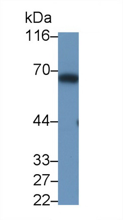 Polyclonal Antibody to Nucleobindin 1 (NUCB1)