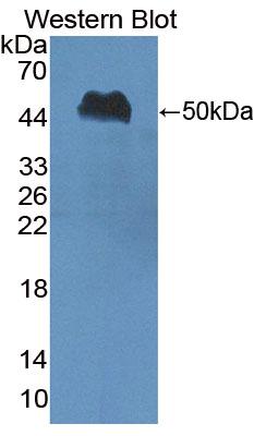 Polyclonal Antibody to Nucleobindin 1 (NUCB1)