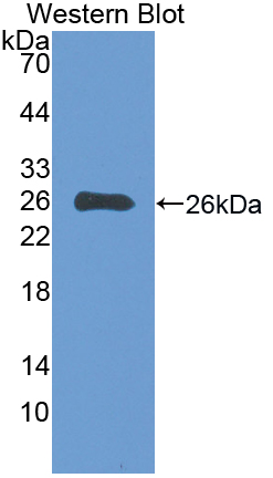 Biotin-Linked Polyclonal Antibody to Epstein Barr Virus Induced Protein 3 (EBI3)