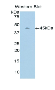 Polyclonal Antibody to Troponin C Type 2, Fast (TNNC2)