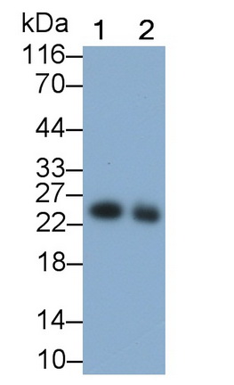 PAD230Hu01.jpg