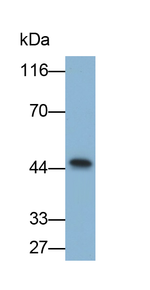 Polyclonal Antibody to Troponin T Type 2, Cardiac (TNNT2)