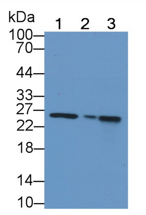 Polyclonal Antibody to Cytochrome C Oxidase Subunit II (COX2)