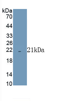 Polyclonal Antibody to Cytochrome C Oxidase Subunit IV Isoform 1 (COX4I1)