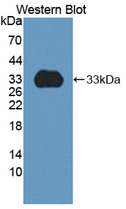 Polyclonal Antibody to Cytochrome P450 1A2 (CYP1A2)