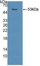 Polyclonal Antibody to Cytochrome P450 Reductase (CPR)