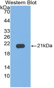 Polyclonal Antibody to Interleukin 17C (IL17C)