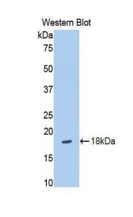 Polyclonal Antibody to Slit Homolog 3 (Slit3)