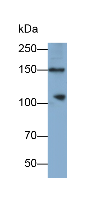 Polyclonal Antibody to Slit Homolog 3 (Slit3)