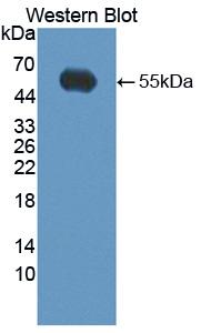 Polyclonal Antibody to Kallikrein 14 (KLK14)
