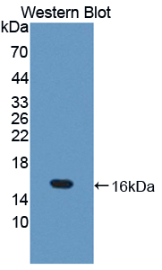 Polyclonal Antibody to Thioredoxin 2, Mitochondrial (TXN2)