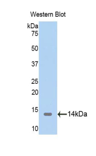 Polyclonal Antibody to Thioredoxin 2, Mitochondrial (TXN2)