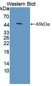 Polyclonal Antibody to Neuroserpin (NSP)