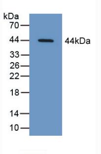 Polyclonal Antibody to Cytoplasmic Antiproteinase 3 (CAP3)