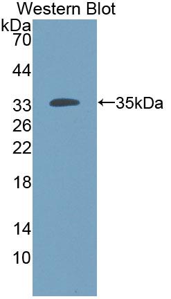 Polyclonal Antibody to Proenkephalin (PENK)