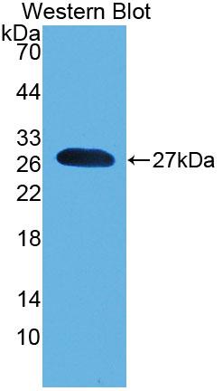 Polyclonal Antibody to Pronociceptin (PNOC)