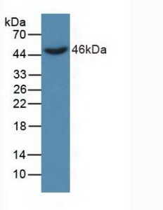 Polyclonal Antibody to Dickkopf Related Protein 3 (DKK3)