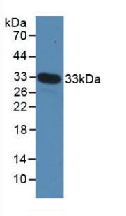 Polyclonal Antibody to Myosin Heavy Chain 4, Skeletal Muscle (MYH4)