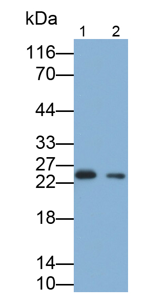 Polyclonal Antibody to Myosin Light Chain 4, Alkali, Atrial, Embryonic (MYL4)