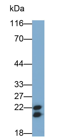 Polyclonal Antibody to Myosin Light Chain 4, Alkali, Atrial, Embryonic (MYL4)