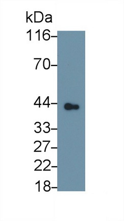 Polyclonal Antibody to Heat Shock 70kDa Binding Protein 1 (HSPBP1)