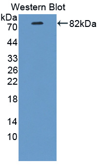 Biotin-Linked Polyclonal Antibody to Heat Shock Protein 90kDa Alpha A1 (HSP90aA1)