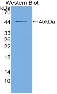 Polyclonal Antibody to Serum Amyloid A4, Constitutive (SAA4)